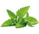 catnip
